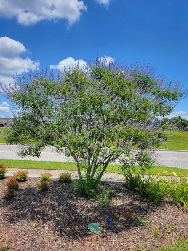 Shoal Creek Chaste Tree